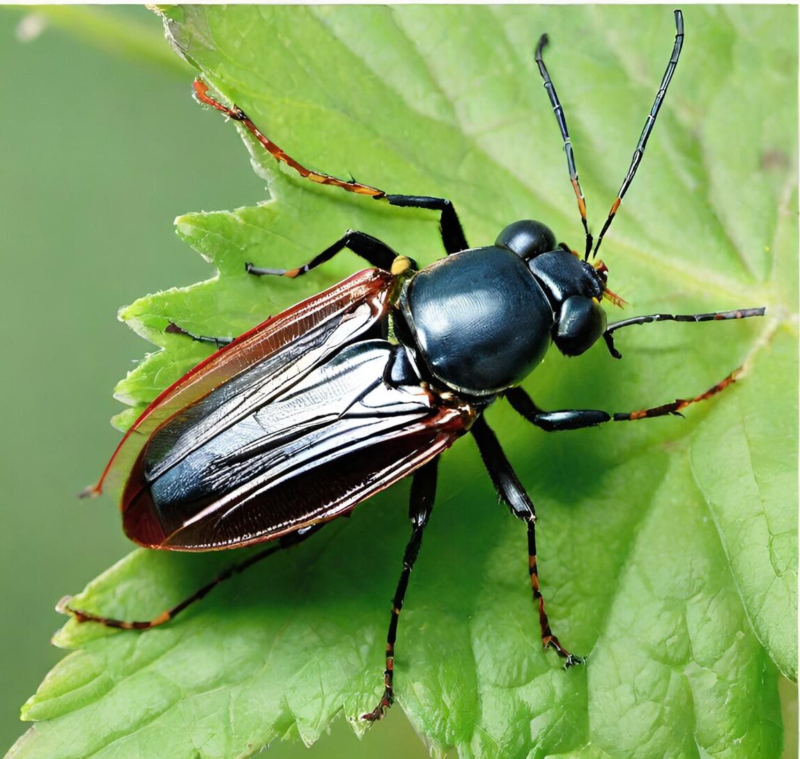 002 Insecten, keukenartikelen, rituelen en plaatsnamen: enkele resultaten van een workshop om Lumun-woorden te verzamelen